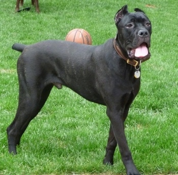 Cane Corso Italiano Dog Breed Pictures 1