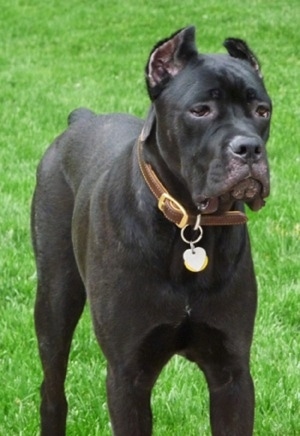 Clyde the black brindle Cane Corso Italiano is standing outside and looking to the right