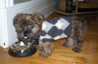 Grizzly the Care-Tzu as a puppy is wearing a sweater on a hardwood floor and eating out of a dog bowl