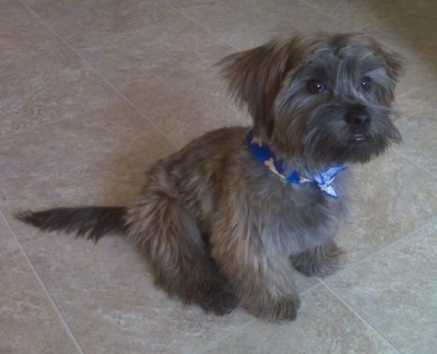 Grizzly the Care-Tzu is wearing a blue bandana with bones on it. He is sitting on a tiled floor in a kitchen