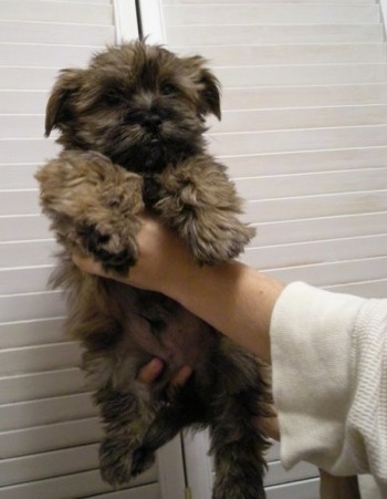Grizzly the Care-Tzu as a young puppy is being held in the air against a Full Louver door