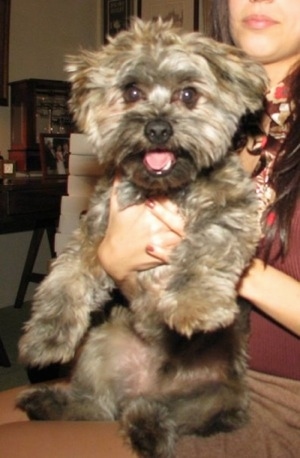 Grizzly the Care-Tzu is being held in the lap of a lady. His mouth is open and he looks happy