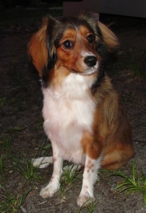 sheltie spaniel