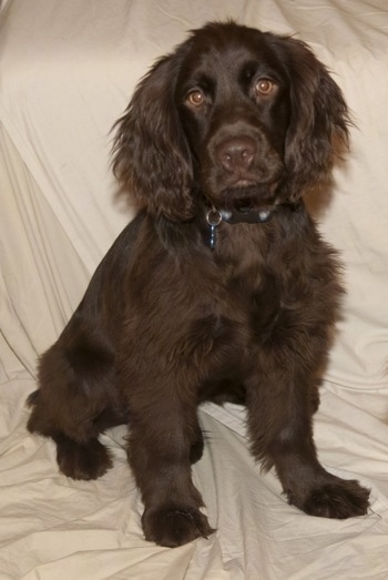 Duncan the Chatham Hill Retriever sitting on a tan blanket backdrop