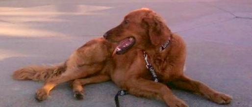 A large orange colored dog with a thick furry tail and long ears that hang to the sides laying down on concrete looking to the left