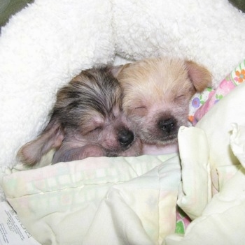 Two Chi Chi puppies sleeping together on a white dog bed and wrapped in blankets
