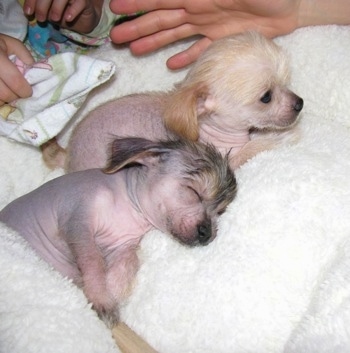 Two Chi Chi puppies on a white fluffy blanket, one sleeping and one looking to the right