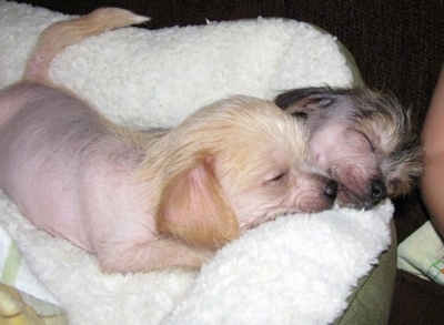Two Chi Chi Puppies sleeping together on a dog bed