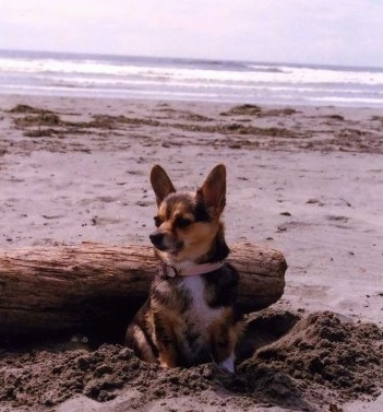 Frida the Chigi sitting in front of a log on a beach inside a freshly dug hole with water in the background