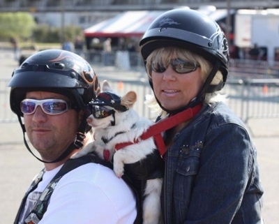 Blondie the Chihuahua is in a harness in between a man and a woman who are on a motorcycle. Everyone is wearing a helmet and sunglasses