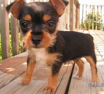 Close Up - Gracie the black tan and white Chorkie puppy is standing on a wooden deck and looking toward the camera