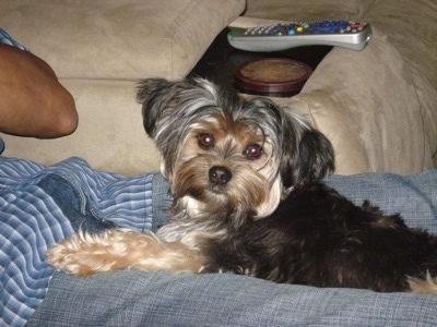 Pixie the Chorkie is laying in the lap of his owner on a couch. Pixie is looking to the camera holder. There is a TV remote and a coaster next to them.