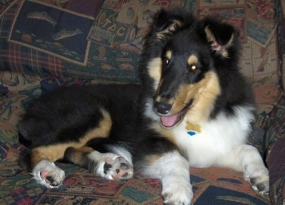 Kodiak Spirit the Collie is laying on a couch that has a fishing theme pattern on it with his mouth open looking happy