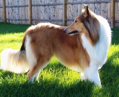 are smooth and rough coated collies bred differently