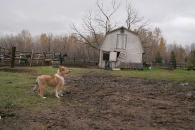 Neko the Collie Puppy is standing in front of a lot of mud in a field with a barn, split rail fencing and horses in the background
