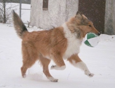 Neko the Collie puppy is running across a snowy yard during a snow storm with a green and white football in her mouth