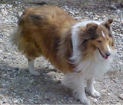 Dog Who Played Lassie