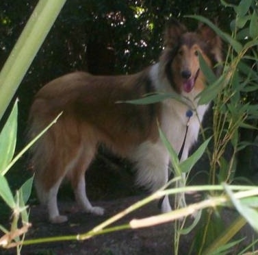 Sasha the Collie standing a patch of bamboo and looking to the left of her body looking happy with her mouth open and tongue out