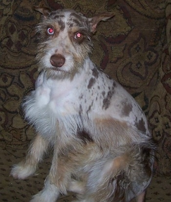 Gypsy the Confetti Australian Shepherd is sitting against a couch and looking at the camera holder with her ears pinned slightly back