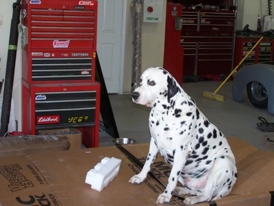 labrador dalmatian mix