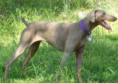 grey doberman puppies