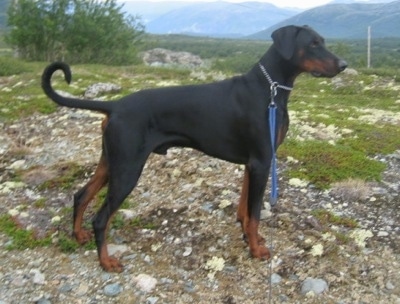 Right Profile - Max the black and tan Doberman Pinscher is standing outside on a rocky ground.