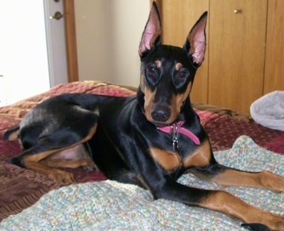 Nina the black and tan Doberman Pinscher is laying on a human's bed with its head tilted to the right