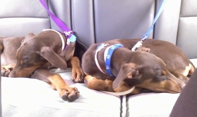 Jazzmin and Cynamun the Doberman Pinschers as puppies sleeping in the back seat of a vehicle with leashes on