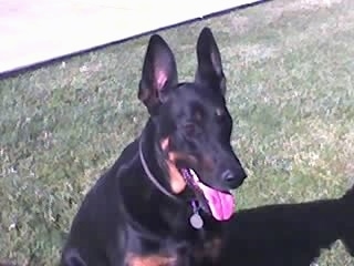 Cairo the Doberman Shepherd is sitting outside in a yard with its mouth open and tongue out
