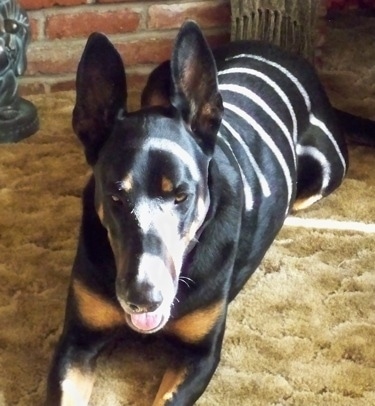 Cairo the Doberman Shepherd is laying on the carpet and the sun is shining in streaks down its back