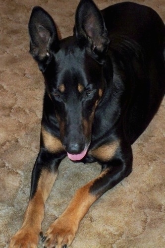 Cairo the Doberman Shepherd is laying on a carpet and looking down at it