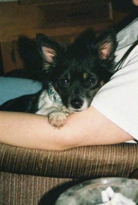 A black with white Chihuahua is laying in a persons arms who is sitting in a chair