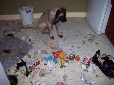 The front right side of a tan with black Old English Mastiff sitting in the kitchen surrounded by trash