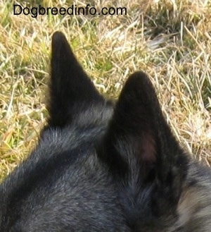 Close Up - The front left side of a black dogs small prick ears
