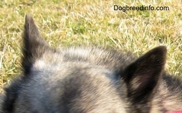 Close Up - The tan ears of a dog that is standing outside. The ears are slightly back