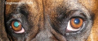 Close up - The brown eyes of a Boxer dog