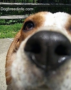 Close Up - The nose of a Beagle