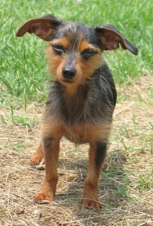 Winston the black and tan Dorkie is standing outside in brown grass. His ears are very large and out to the sides like a Gremlin.