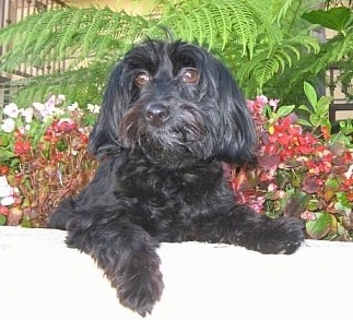 Toby the wavy coated black Doxiepoo is laying in a flower bed