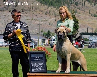 A tan with black English Mastiff is standing on a table and it is looking forward. There is a blonde haired lady behind it holding its leash. There is a man next to them holding a yellow ribbon.