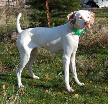 A white with red Pointer is standing in grass and looking to the right. It is wearing a collar that has a green buckle.