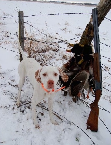 A white with red Pointer dog is wearing a bright orange collar standing in snow and behind it is a barbed wire fence. There is a pile of dead geese laying next to a shotgun next to the dog.