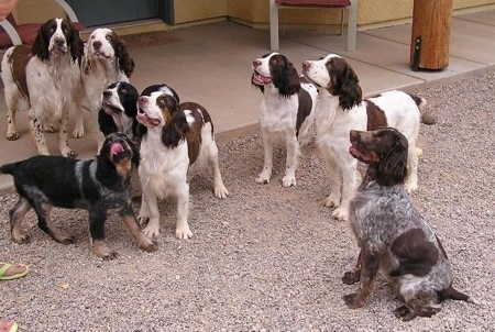 A pack of 8 English Springer Spaniels are standing on a porch and on a gravely surface