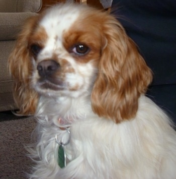 Close Up upper body shot - Abbie the white with brown ticked English Toy Cocker Spaniel is sitting in front of a couch.