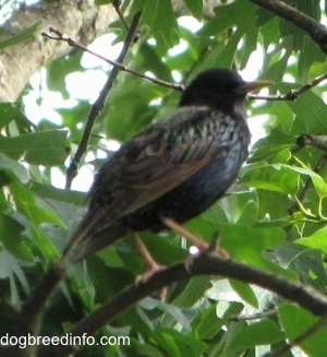 Back side picture of European Starling bird with its eyes closed