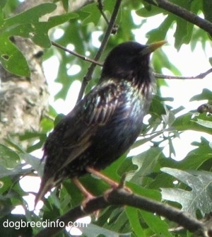 European Starling bird standing on a tree branch with its eyes closed