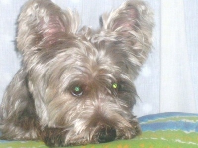 Close Up - A tan Fourche Terrier is laying its head down on a bed