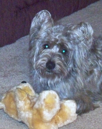 westie yorkie cross