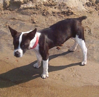 A black with white Foxton is standing on a beach in sand in front of water and looking to the left
