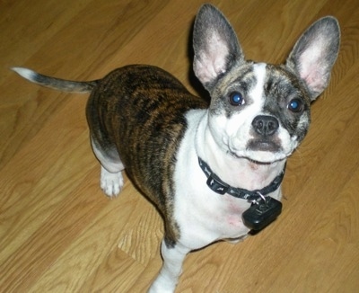 french bulldog mixed with a chihuahua